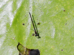 Austrocnemis maccullochi