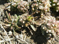 Euphorbia davyi