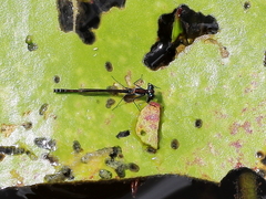 Austrocnemis maccullochi