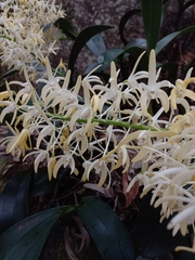 Dendrobium speciosum hillii