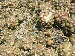 Euphorbia davyi