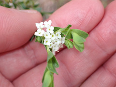 Pimelea