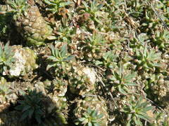 Euphorbia davyi
