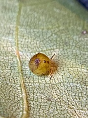 Caryomyia leviglobus