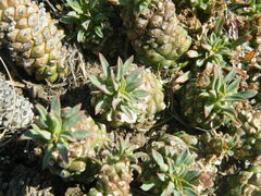 Euphorbia davyi