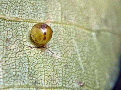 Caryomyia leviglobus