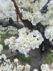 Prunus armeniaca