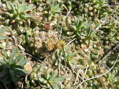 Euphorbia davyi