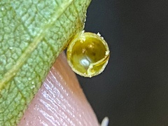 Caryomyia leviglobus