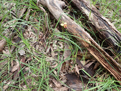 Diuris orientis