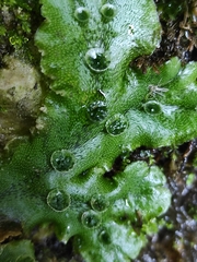 Marchantia polymorpha ruderalis