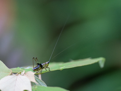 Conocephalus melaenus