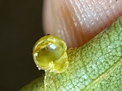 Caryomyia leviglobus