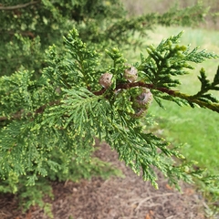 Cupressus macrocarpa