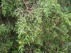 Juniperus phoenicea