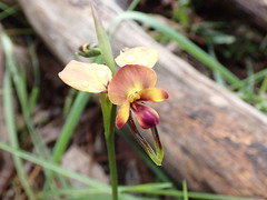 Diuris orientis