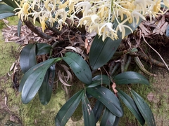 Dendrobium speciosum hillii