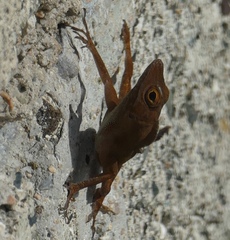 Anolis