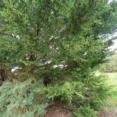 Cupressus macrocarpa