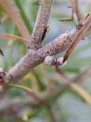 Rhopalomyia chrysothamni
