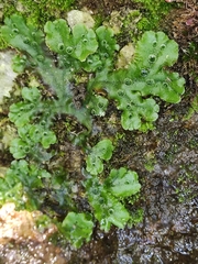 Marchantia polymorpha ruderalis