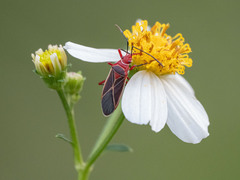 Dysdercus suturellus