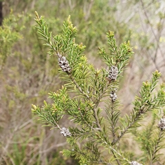 Melaleuca ericifolia