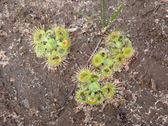 Drosera glanduligera