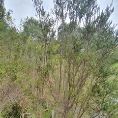 Melaleuca ericifolia