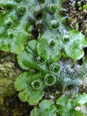 Marchantia polymorpha ruderalis