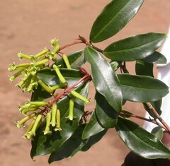 Peddiea polyantha