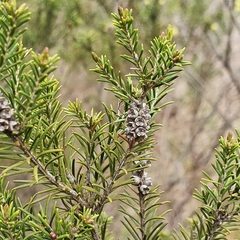Melaleuca ericifolia