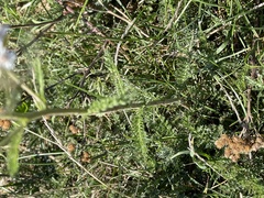 Achillea millefolium