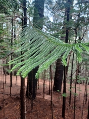 Araucaria heterophylla