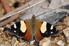 Vanessa itea