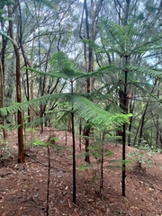 Araucaria heterophylla