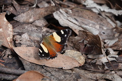 Vanessa itea