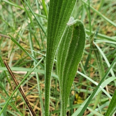 Plantago varia