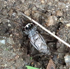 Loxoblemmus arietulus