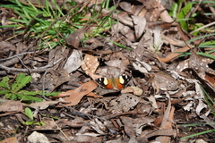 Vanessa itea