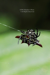 Gasteracantha