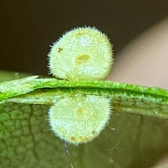 Caryomyia persicoides