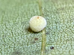 Caryomyia persicoides