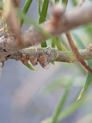 Rhopalomyia chrysothamni