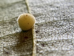 Caryomyia persicoides