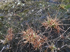 Juncus planifolius