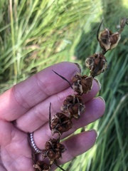 Gladiolus imbricatus