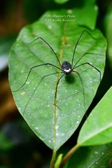 Sclerosomatidae