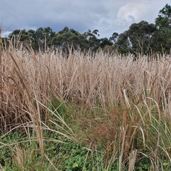 Typha orientalis