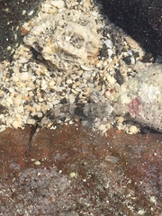 Yongeichthys nebulosus